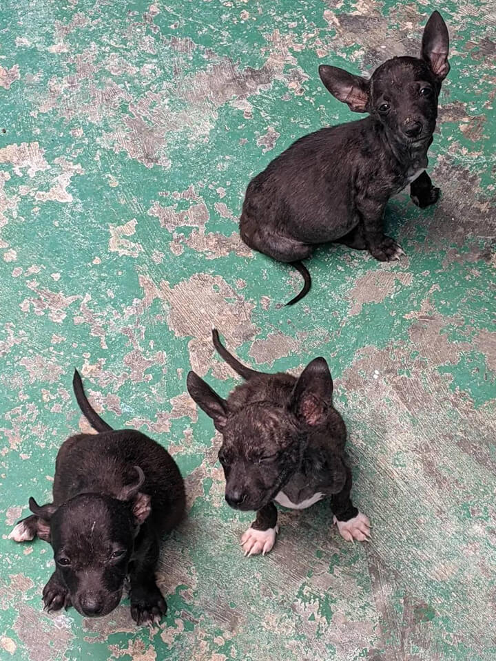 unwanted puppies, Barbados